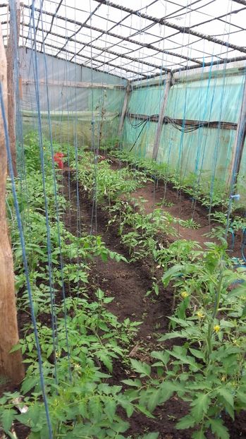 20170527_124934 - Copy - 2017 gradina