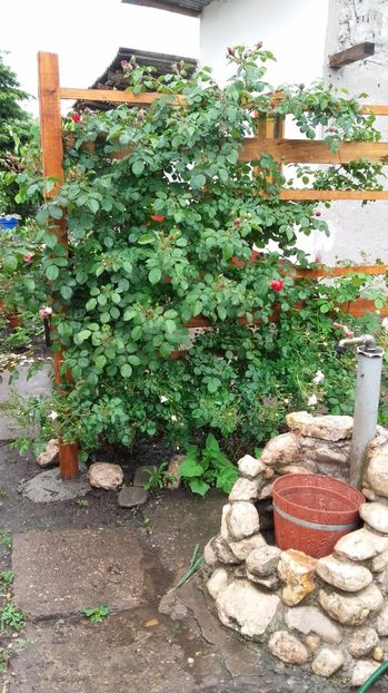  - 2017 gradina