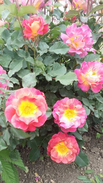  - prieure de st cosme