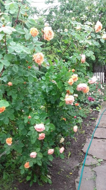  - 2017 gradina