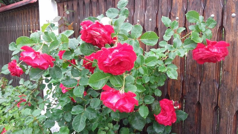  - 2017 gradina