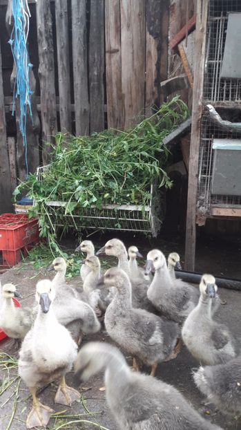 Verdeata e viata lor - 3 Boboci de gasca Africana 2017