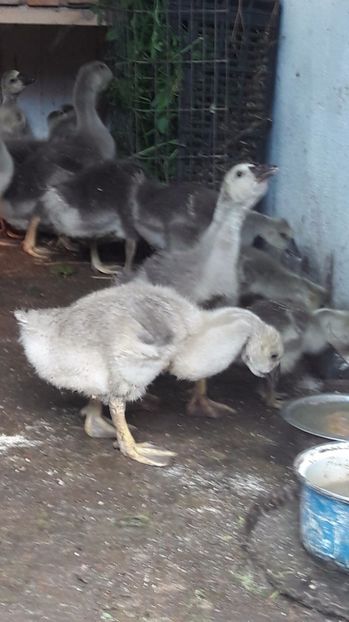  - 3 Boboci de gasca Africana 2017