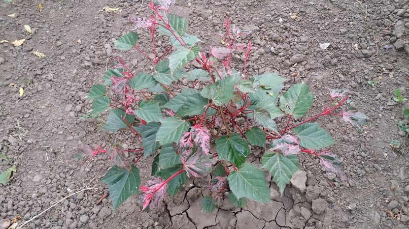  - curtea cu toate cele 2017