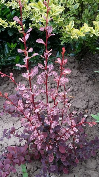  - curtea cu toate cele 2017