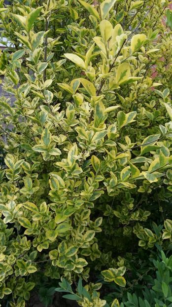  - curtea cu toate cele 2017