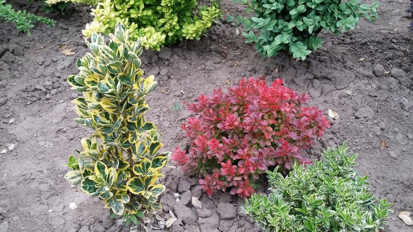  - curtea cu toate cele 2017