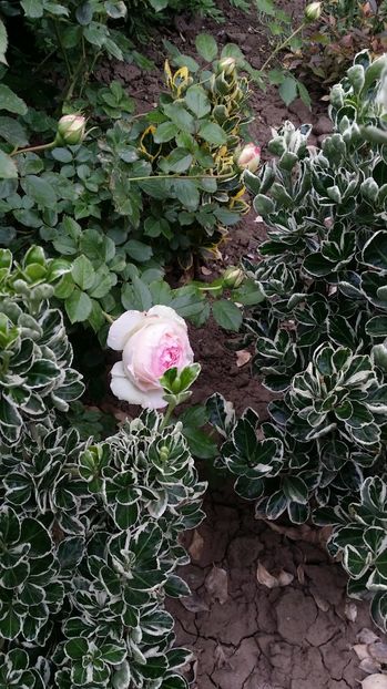  - curtea cu toate cele 2017