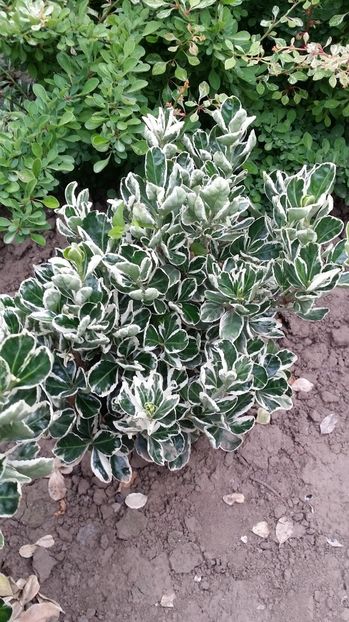  - curtea cu toate cele 2017