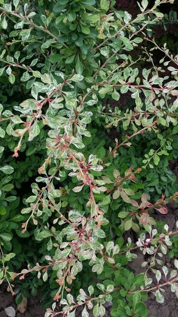  - curtea cu toate cele 2017