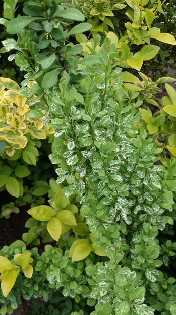  - curtea cu toate cele 2017