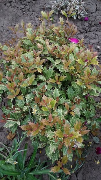  - curtea cu toate cele 2017