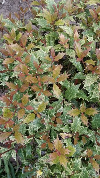  - curtea cu toate cele 2017