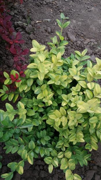  - curtea cu toate cele 2017