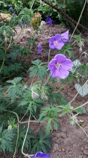  - curtea cu toate cele 2017