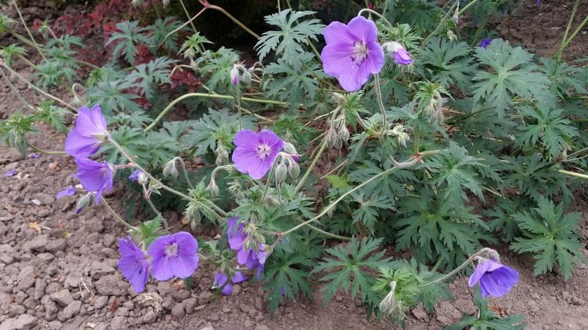  - curtea cu toate cele 2017