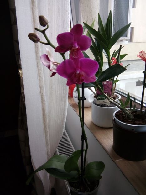 27 mai 2017 - florile mele dragi