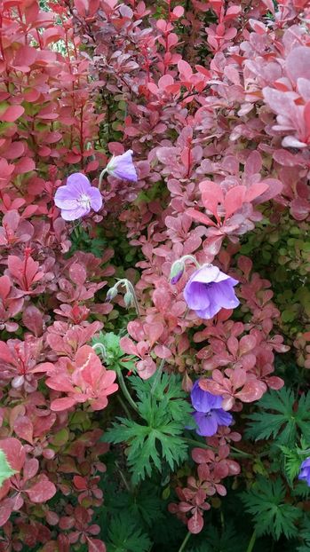  - curtea cu toate cele 2017