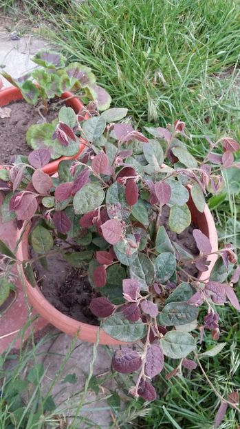  - curtea cu toate cele 2017