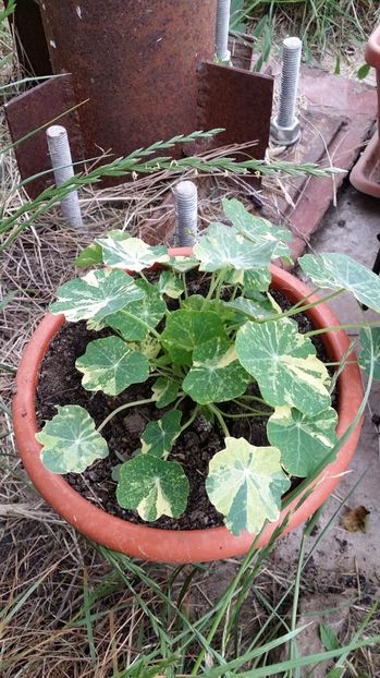  - curtea cu toate cele 2017