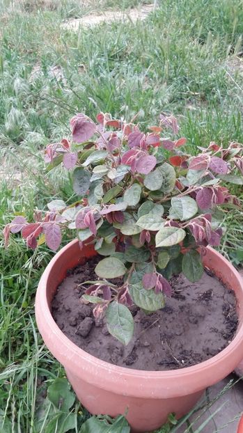  - curtea cu toate cele 2017