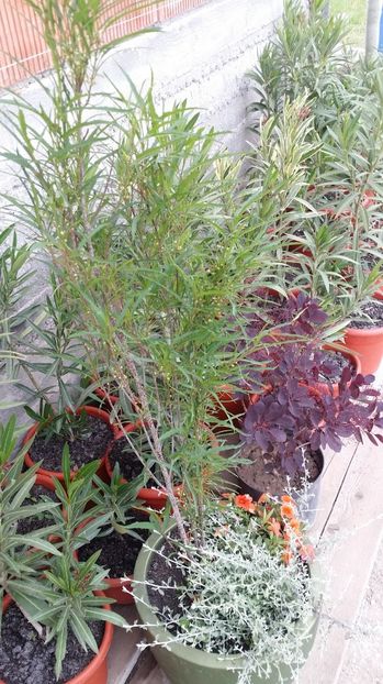  - curtea cu toate cele 2017