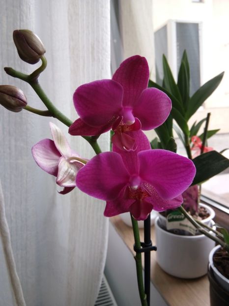  - florile mele dragi