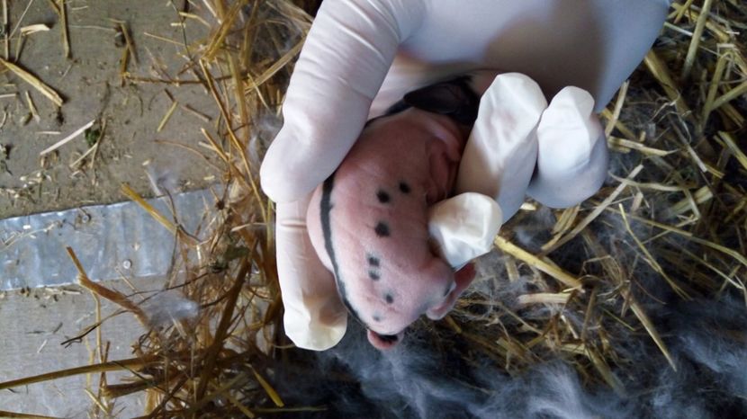  - AAAAA Cuibul 1-9-3