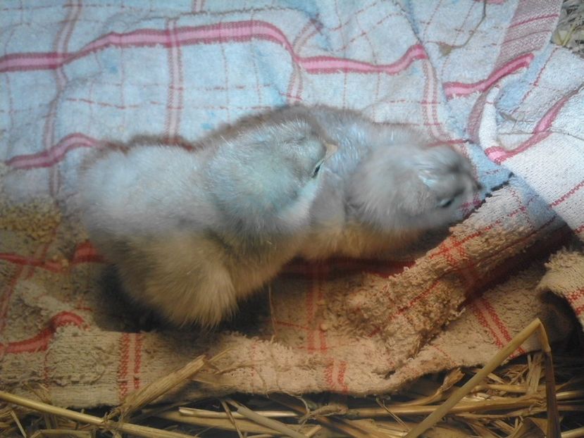 18589110_1917672728475558_3006671083471903993_o - Puisori brahma albastru 2017