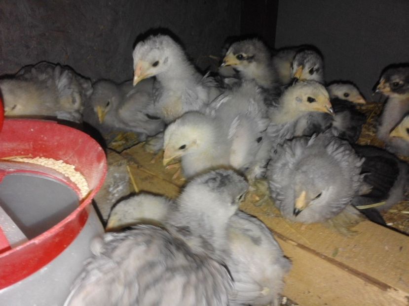 18403859_1911281739114657_6361080134694564561_o - Puisori brahma albastru 2017