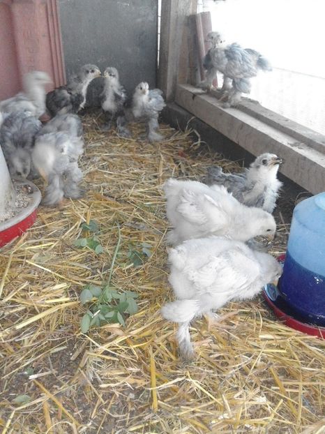 18422530_1911816422394522_6908974490536388463_o - Puisori brahma albastru 2017