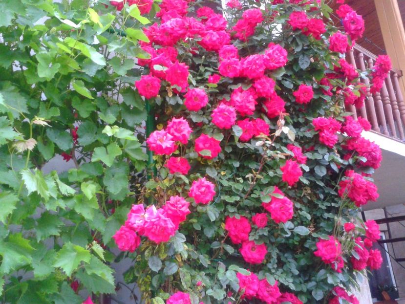 Fotografie-1442 - Gradina mea