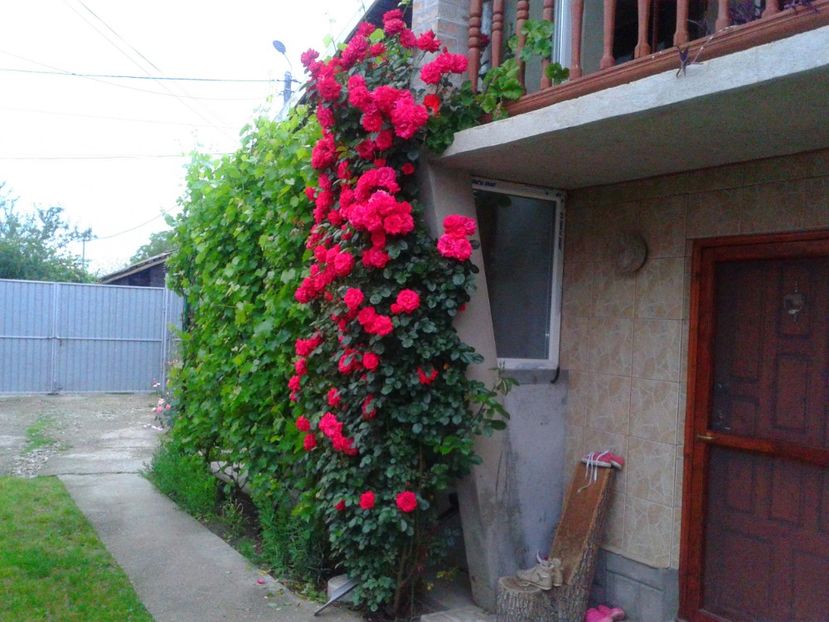 Fotografie-1443 - Gradina mea