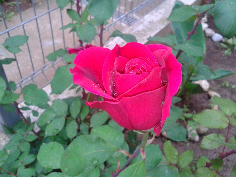 Fotografie-1465 - Gradina mea