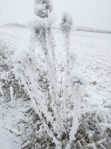  - Surprinzatoarea natura