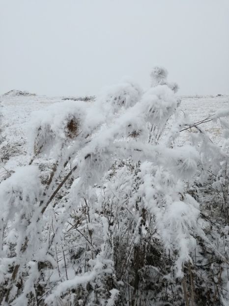  - Surprinzatoarea natura