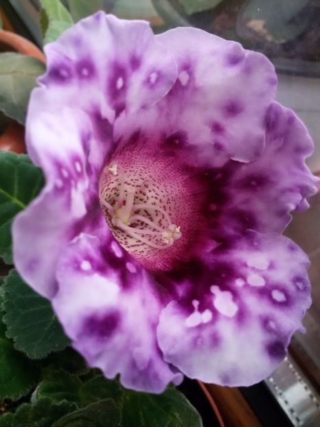 Blue picote - Gloxinii 2017