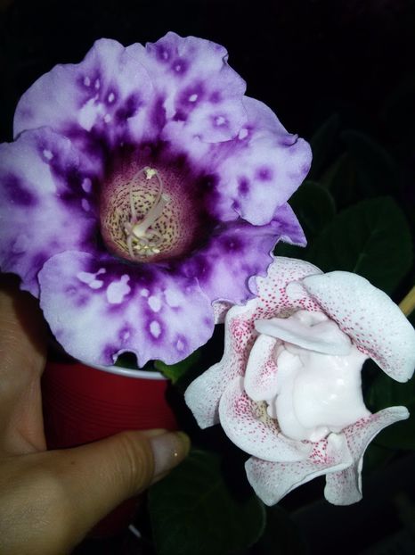 Blue picote și koketka pink - Gloxinii 2017