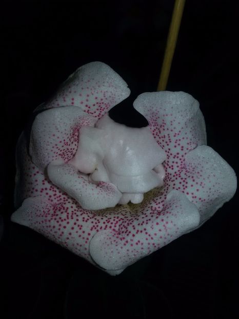 Koketa pink - Gloxinii 2017