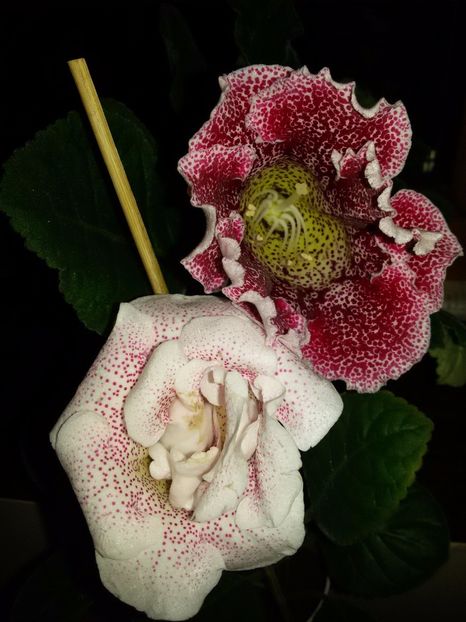 Koketa pink și tv berry - Gloxinii 2017