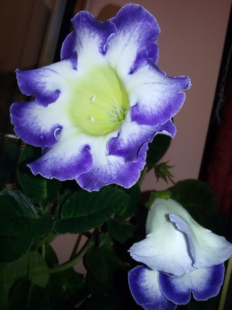 Larissa - Gloxinii 2017