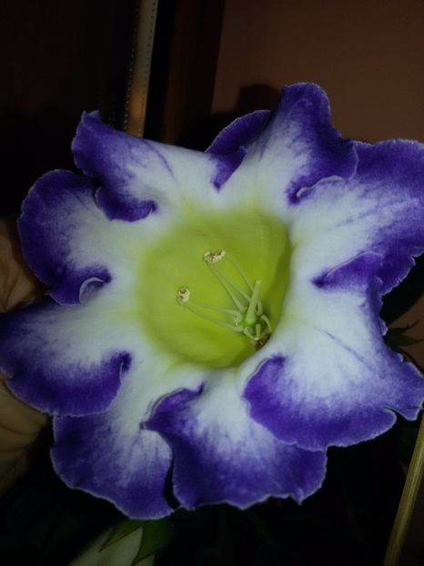 Larissa - Gloxinii 2017