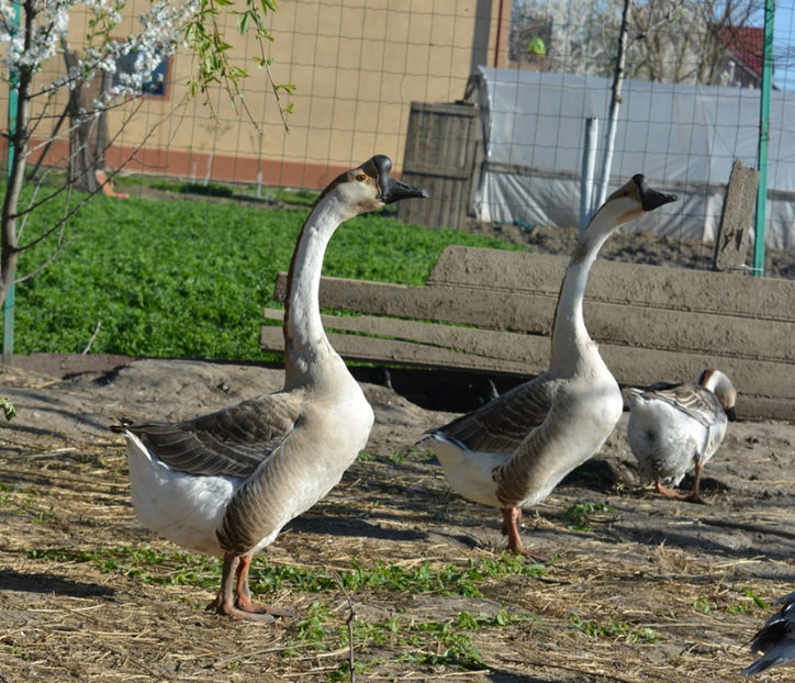 frati buni - B2 - Gaste Africane si Chinezesti