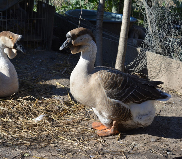 babuta - B2 - Gaste Africane si Chinezesti