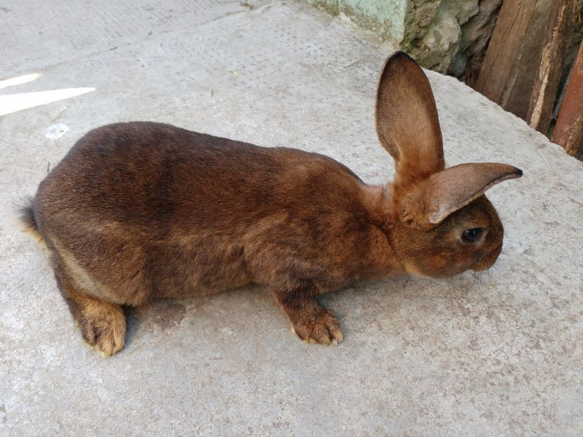  - Pui Rex Castor de vânzare