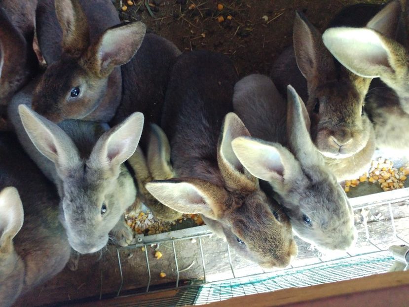  - Pui Rex Castor de vânzare