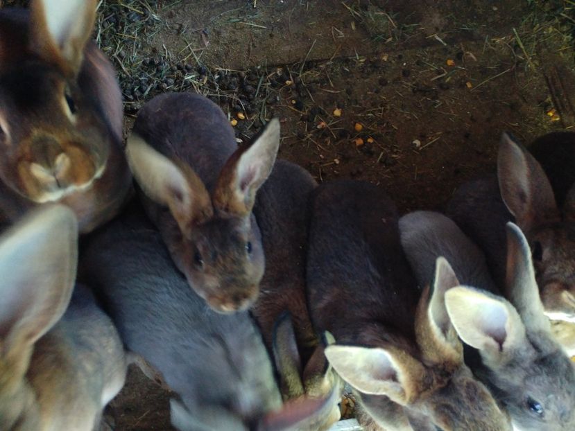  - Pui Rex Castor de vânzare