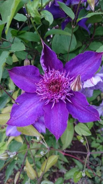 18745152_818661414955280_652012887_o - clematite 2017