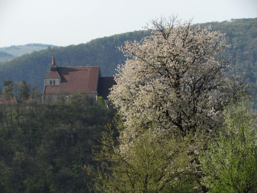 Mai 2017 304 - Natura - inprejurimile Sighisoarei