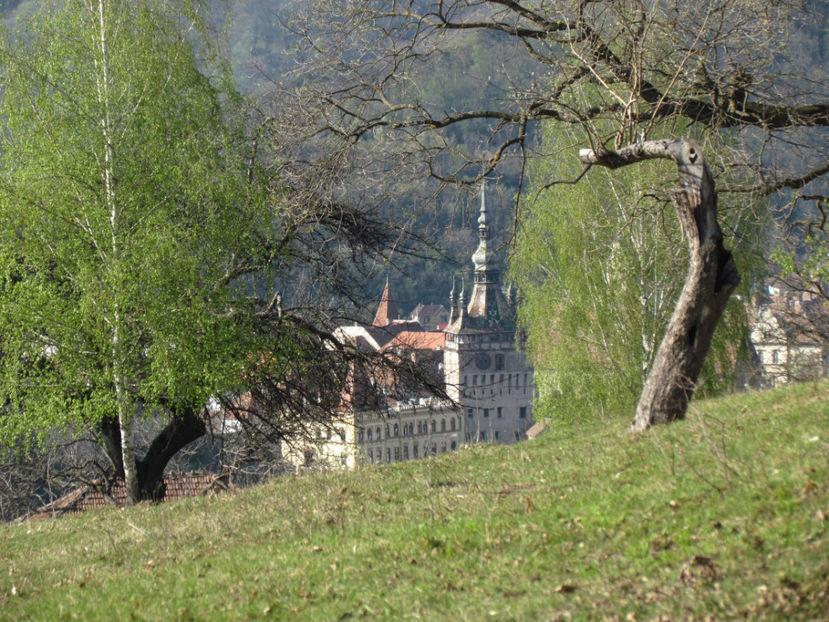 Mai 2017 306 - Natura - inprejurimile Sighisoarei